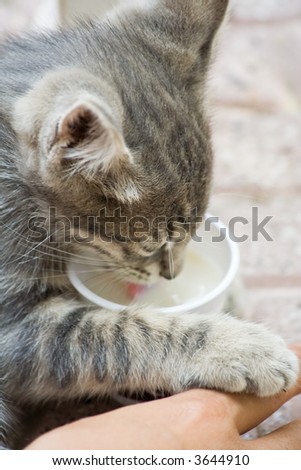 A sick street kitten licking milk after being rescued
