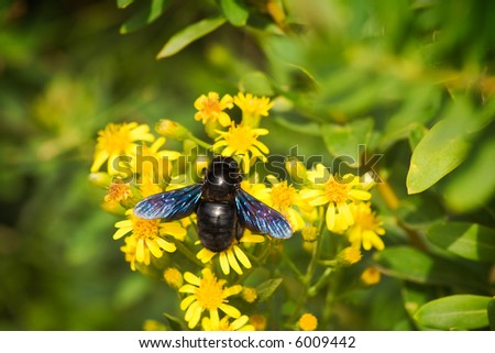 A big European carpenter bee (Xylocopa violacea) pollinating flowers. Sharp photo.