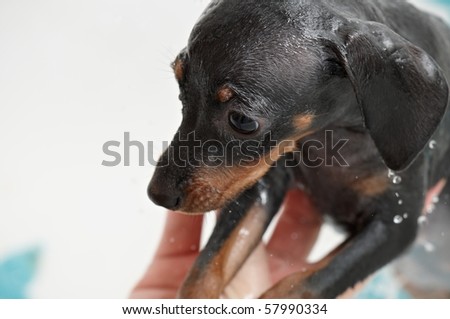 Miniature pinscher puppy dog taking a bath . Close-up.