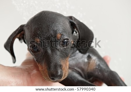 Miniature Pinscher Puppies on Miniature Pinscher Puppy Wet Miniature Pinscher Puppy Find Similar