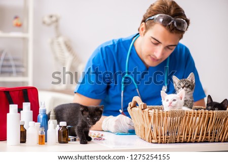 Vet doctor examining kittens in animal hospital