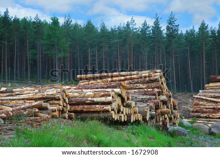 Woodpile in Scottish forest