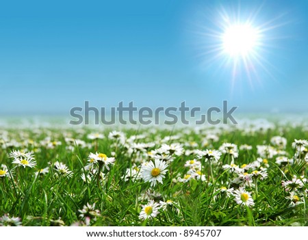 Daisies+in+a+field