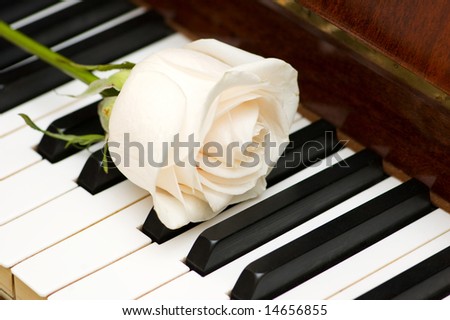 Romantic concept - white rose on piano keys