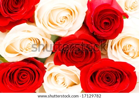 red and white roses background. red and white roses