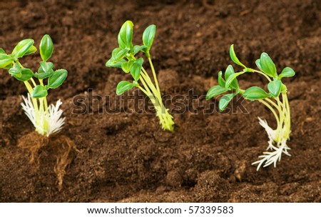 Green seedling illustrating concept of new life