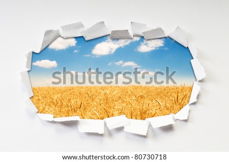 Wheat field  through hole in paper