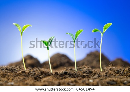 Green seedlings in new life concept