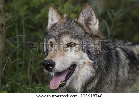 Close Up of a Gray Wolf in the woodlands