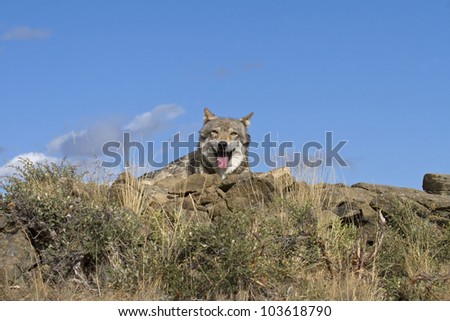 A Gray Wolf lays ontop of a rocky hill to get a better view