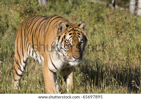 A Siberian Tiger Walking in a Forested Meadow