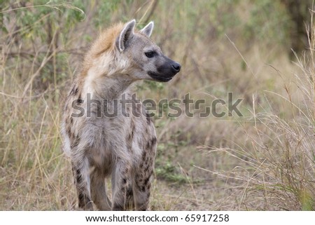 Hyena Male