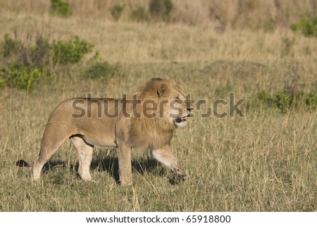 A male lion slowly approaches another pride of females in the Masai Mara.