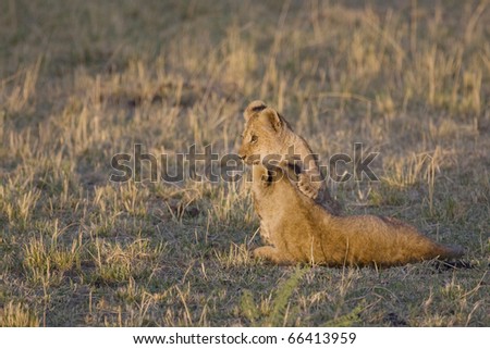 Two lion cubs play on the plains of the Masai Mara.