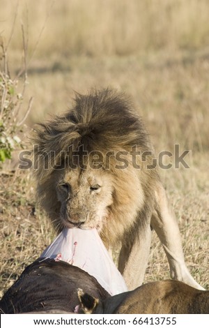 A male lion eats the intestines of a wildebeest kill.