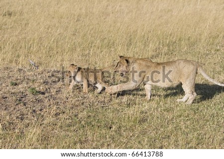 An older lion cub wants to play with the little one on the plains of the Masai Mara.