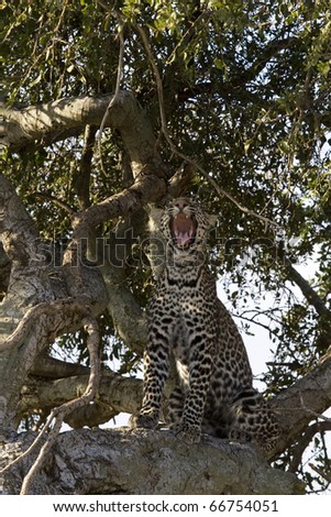 A young leopard sits in a tree & yawns in the Masai Mara.