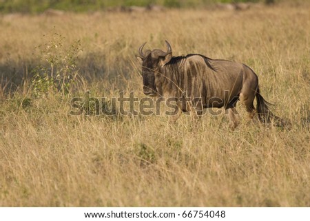 A wildebeest walks the plains of the Masai Mara during the Great Migration.