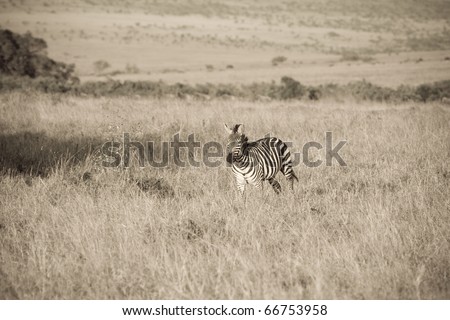 A zebra walks the plains of the Masai Mara during the Great Migration (sepia).