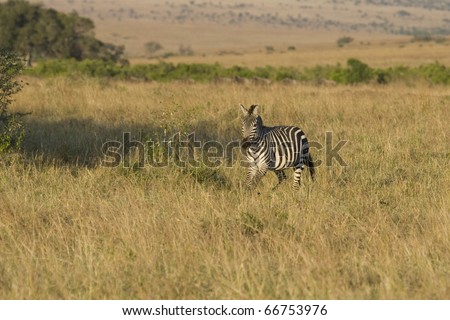 A zebra walks the plains of the Masai Mara during the Great Migration.
