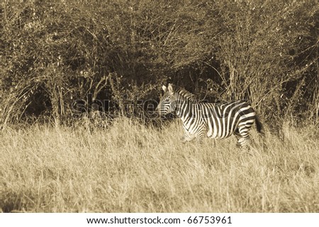 A zebra walks the plains of the Masai Mara during the Great Migration (sepia).