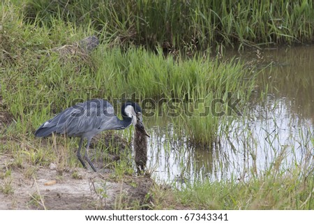 A very rare photograph of a black headed heron predating on a young African hare.