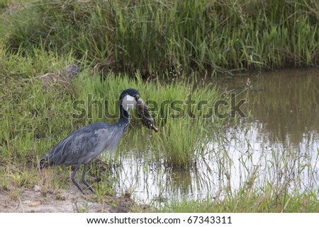 A very rare photograph of a black headed heron predating on a young African hare.
