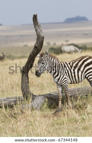 A young Burchell\'s zebra grazes on the plains of the Masai Mara during the Great Migration.