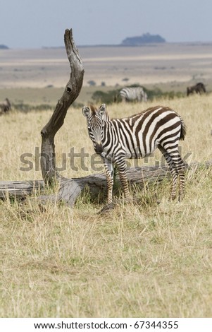A young Burchell\'s zebra grazes on the plains of the Masai Mara during the Great Migration.