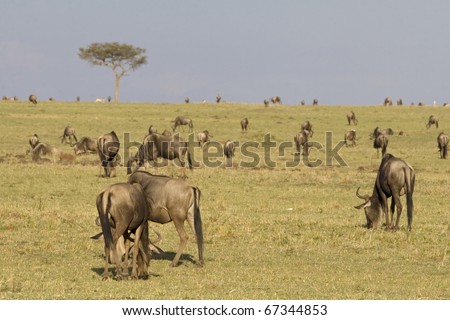 A wildebeest herd graze on the plains of the Masai Mara in Kenya during the Great Migration.