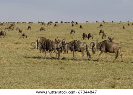 A wildebeest herd graze on the plains of the Masai Mara in Kenya during the Great Migration.