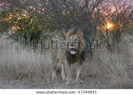 A male lion during sunset in the Masai Mara in Kenya.