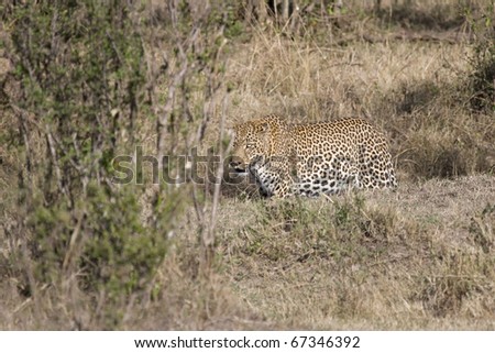 A male leopard walks through the bush in the Masai Mara.