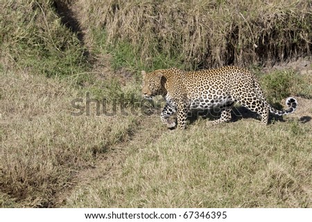 A male leopard walks through the bush in the Masai Mara.