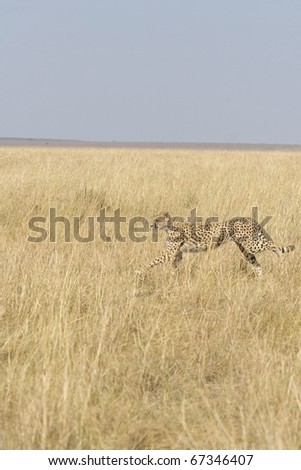 A cheetah runs after a hare in the Masai Mara in Kenya.