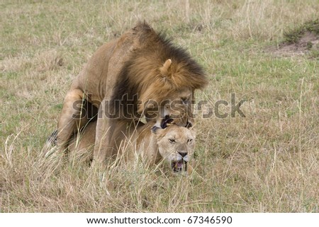 lioness and lion mating. Lioness+and+lion+mating