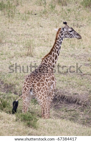 [Obrazek: stock-photo-a-masai-giraffe-urinating-on...384417.jpg]