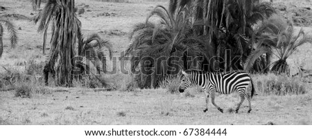 A zebra walks along the plains of the Masai Mara (black & white/panaoramic).