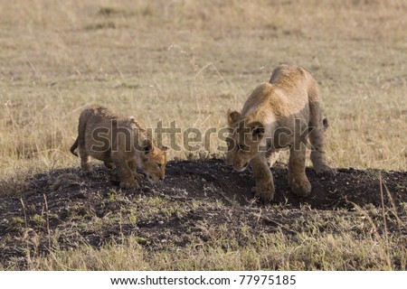 Two young lion cubs look to get a drink from a hole in the ground.