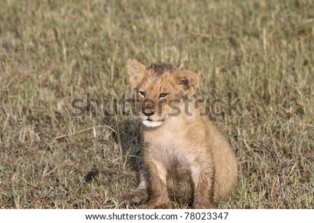 A young lion cub on the plains of the Masai Mara.