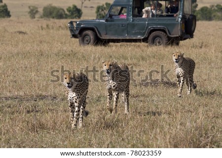 Three male cheetah walking the savannah in the Masai Mara (safari vehicle in background).