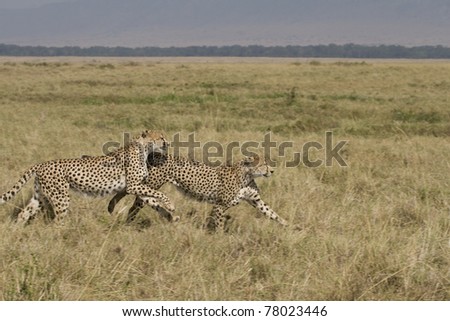 Two male cheetah running on the plains in the Masai Mara.