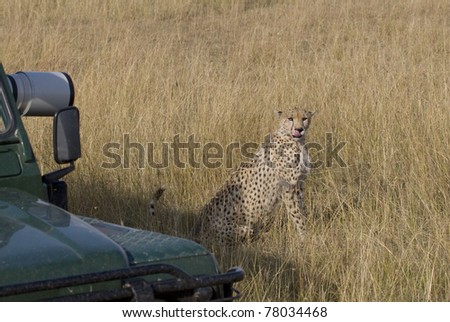 A female cheetah near a safari vehicle in the Masai Mara.