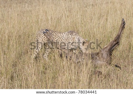 A female cheetah with a wildebeest kill in the Masai Mara during the \