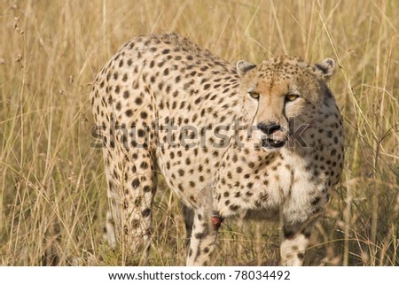 A female cheetah after a wildebeest kill in the Masai Mara during the \