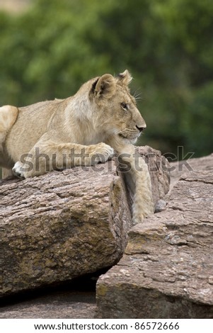 A young lion rests on top of some rocks in the Masai Mara.