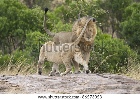A female in the pride greets the male lion upon his return.