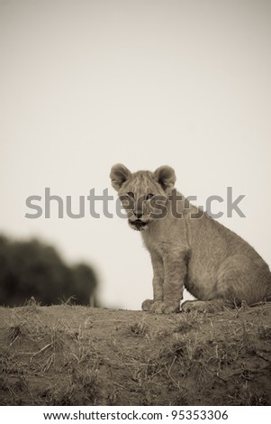 A young lion cub in the Masai Mara (sepia).