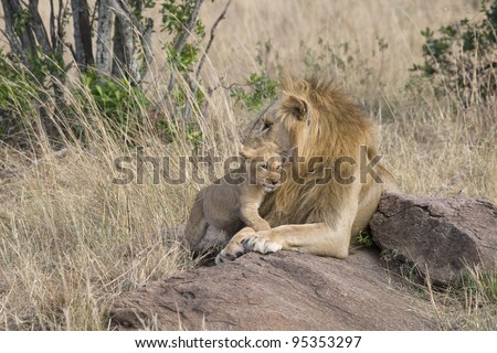 A male lion & his little one in the Masai Mara.