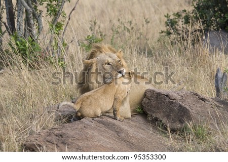 A male lion warns his little one with a small bite in the Masai Mara.